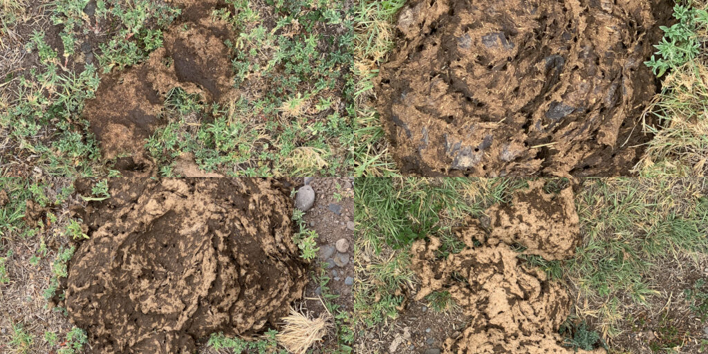Some of the numerous cow turds found within the Wenima Wildlife Area on July 23, 2019, because the fence separating it from the adjacent state grazing lease #05-001662 had been cut.