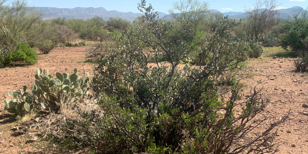 Sonoran Desert, jojoba bush