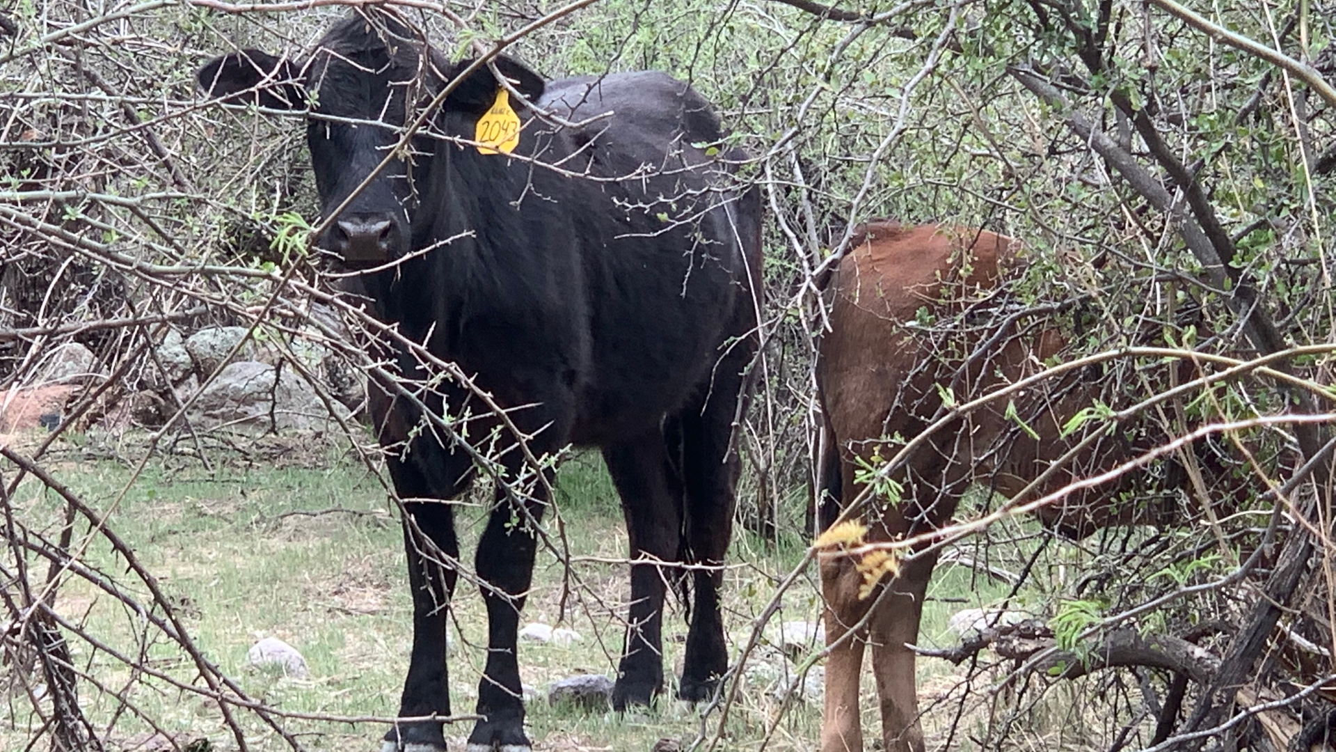 cattle in White Canyon