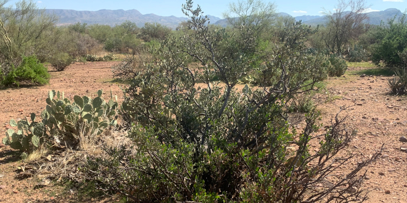 Sonoran Desert, Tonto National Forest