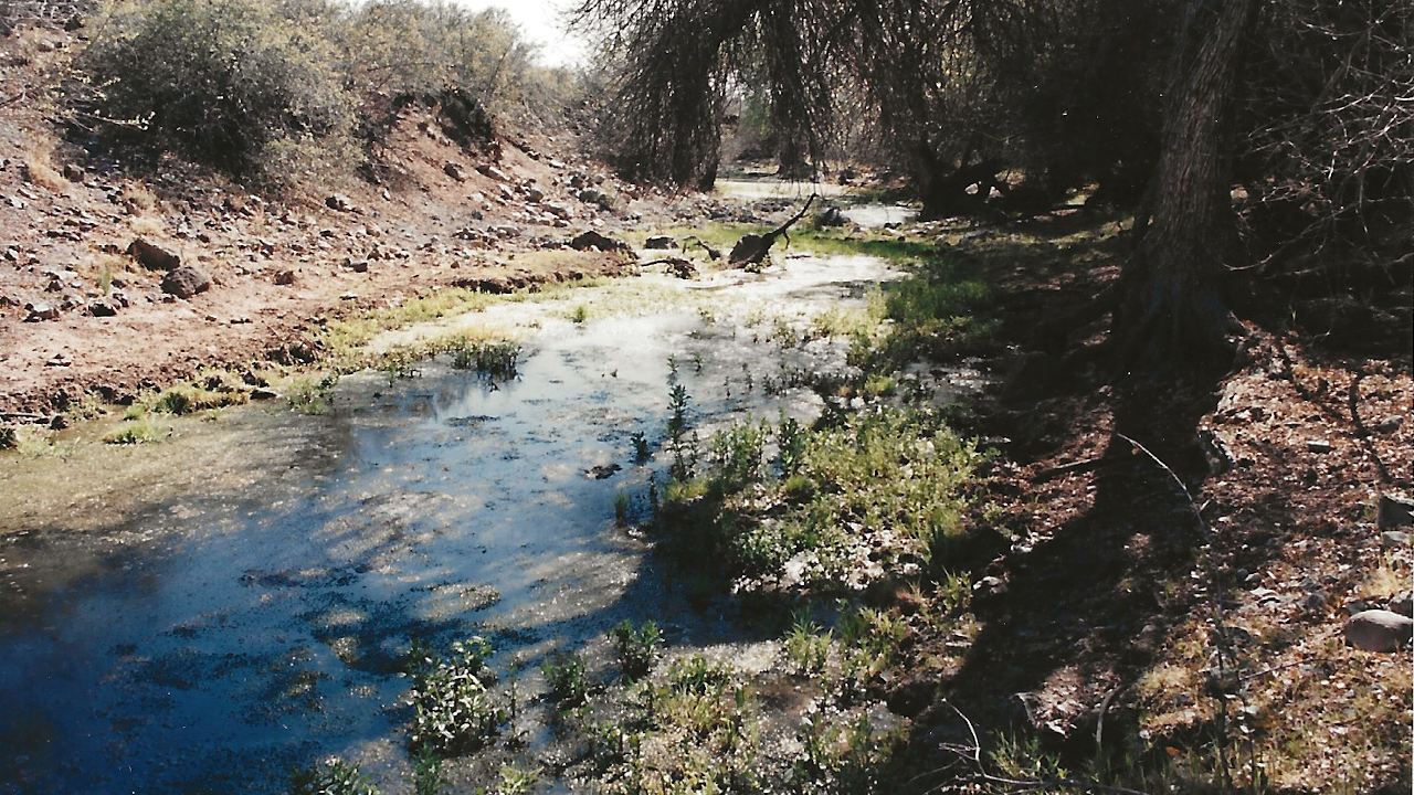 Dry Creek, V-Bar Grazing Allotment, Verde Ranger District, April 1996